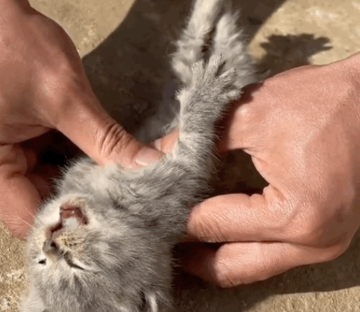 小猫四肢僵硬,疑似死亡,男子做1小时心肺复苏后见证生命的奇迹 小猫四肢僵硬,疑似死亡,男子做1小时心肺复苏后见证生命的奇迹