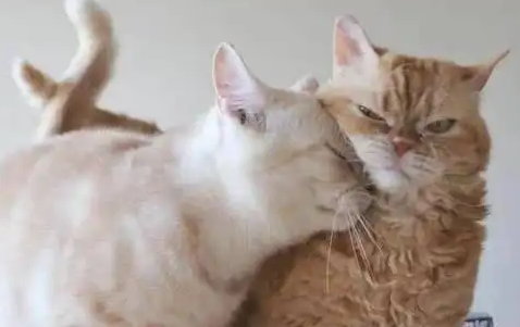 一只猫给另外一只猫舔毛是什么意思的,本文给出详细答案! 一只猫给另外一只猫舔毛是什么意思的,本文给出详细答案!