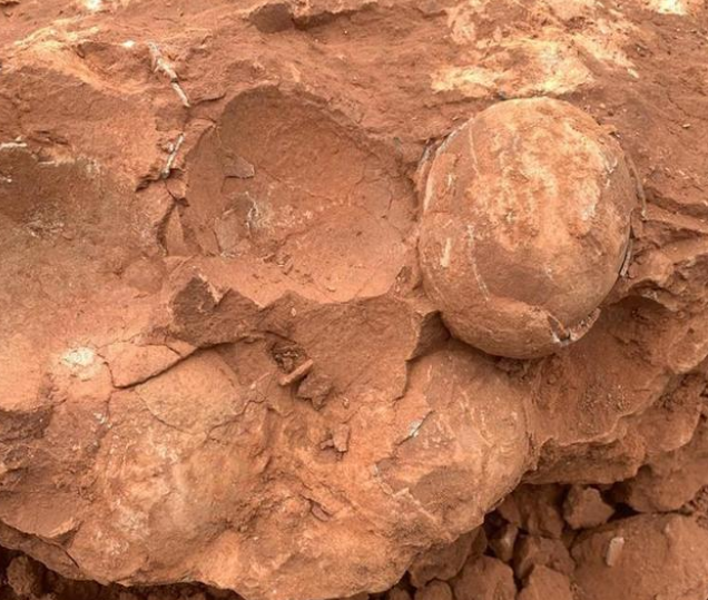 博物馆回应“发现三枚8000万年前恐龙蛋化石”：后续可能会展出
