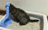猫拉稀是什么原因造成的