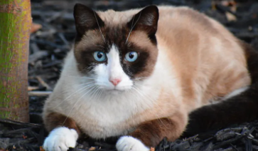 猫奶为什么挤不出来呢