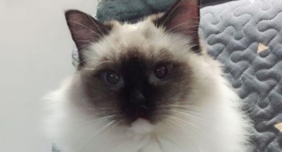 新手养猫注意事项 新手养猫注意事项
