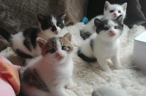 刚出生的小猫怎么人工喂养 刚出生的小猫怎么人工喂养