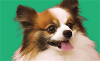 狗狗下犬式是肚子疼吗