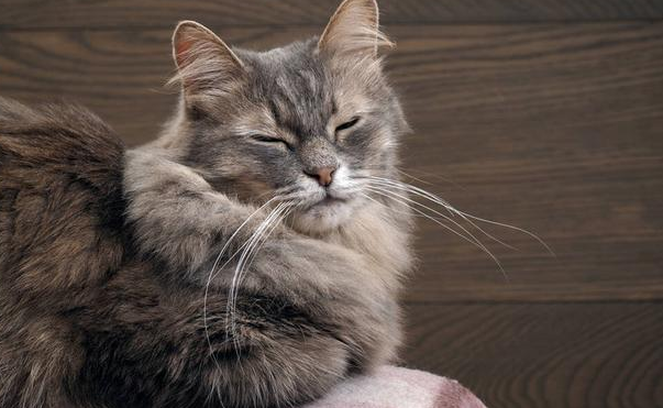 猫咪吃什么对毛发好