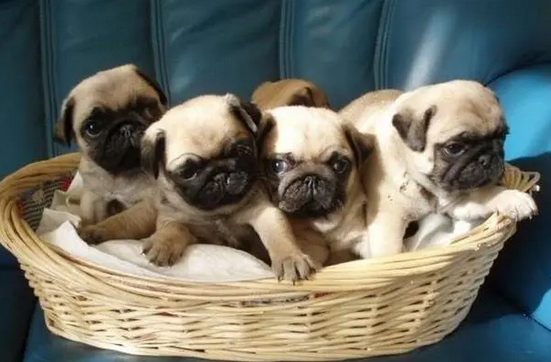 巴哥犬多少钱一只 3个月 巴哥犬多少钱一只 3个月