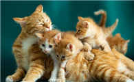 猫咪要生了怎么帮助