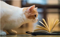 猫咪体内长虫有什么症状
