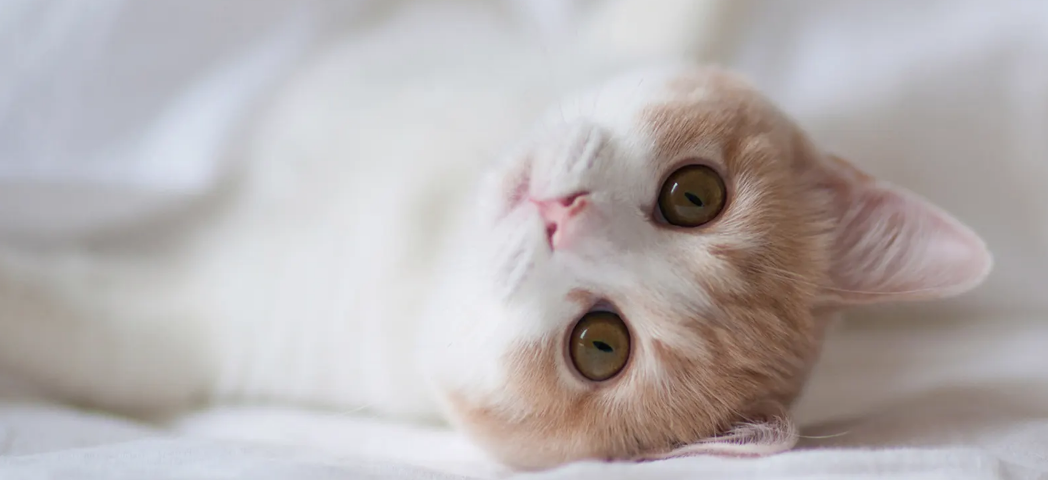猫咪拉完屎肛门外有血,鲜红色