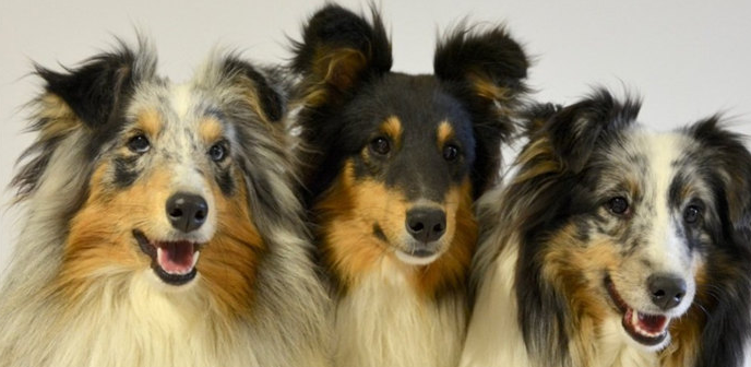 牧羊犬有哪些品种 牧羊犬有哪些品种
