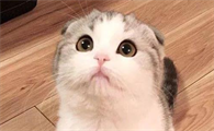 折耳猫一生不发病是存在的吗?