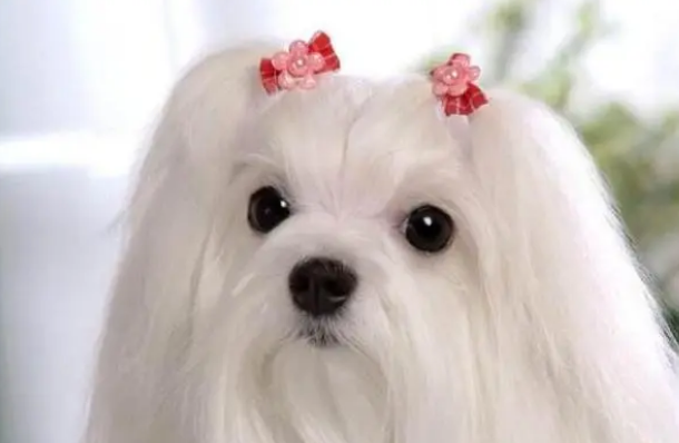 马尔济斯犬幼犬多少钱一只