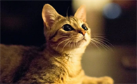猫粘上老鼠胶怎么洗掉