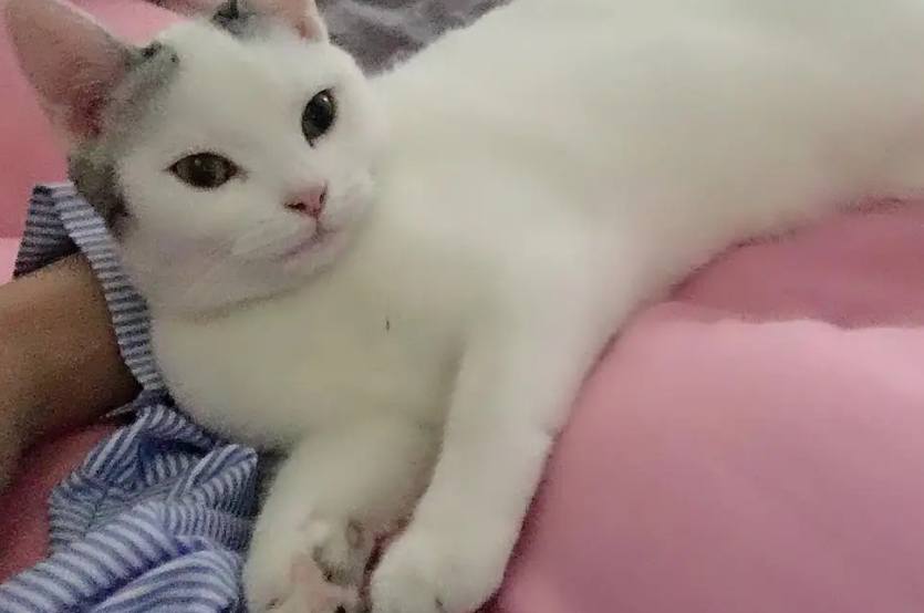 母猫尿道和产道是一个吗