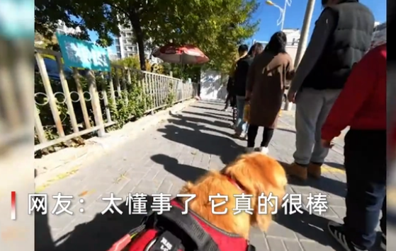 导盲犬带主人做核酸插队后自觉重排：被赞有素质！科普：导盲犬不是宠物