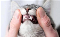 猫咪什么时候换牙