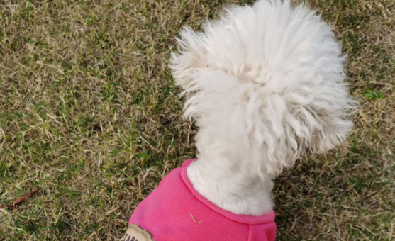 犬心保高效KO体内寄生虫，防止人畜共患