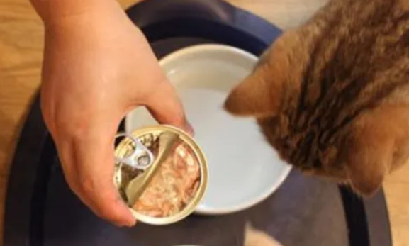 天天吃猫罐头的后果会怎么样 天天吃猫罐头的后果会怎么样