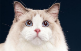 治疗猫瘟的土方法有哪些