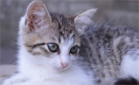猫喝什么奶好