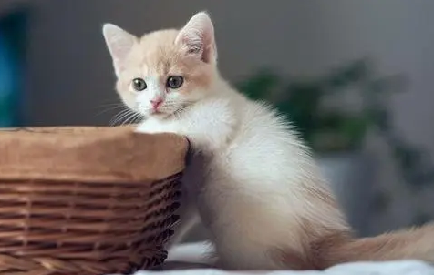 杀虫剂猫咪闻了会怎样