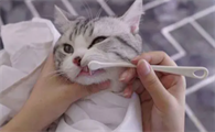 猫嘴巴臭怎么处理好