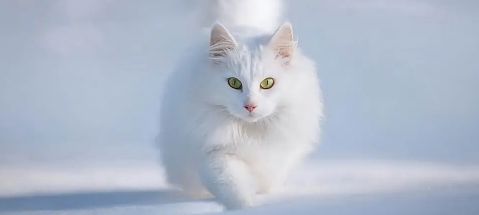 猫咪天天睡觉怎么回事