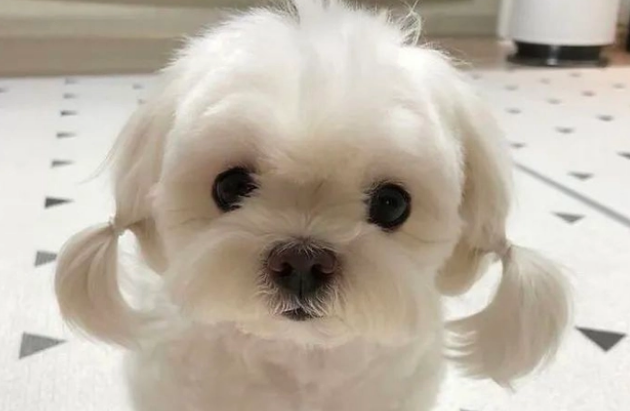 狗狗肚子一抖一抖的怎么回事