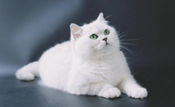 铲屎官科普:海豹猫是什么品种? 铲屎官科普:海豹猫是什么品种?