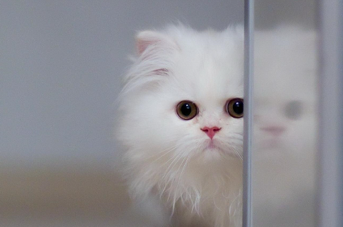 猫咪拉出白色蠕动小虫子是什么虫子