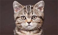猫咪绝育前只禁食4小时可以吗