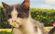 猫咪得了细小怎么治疗