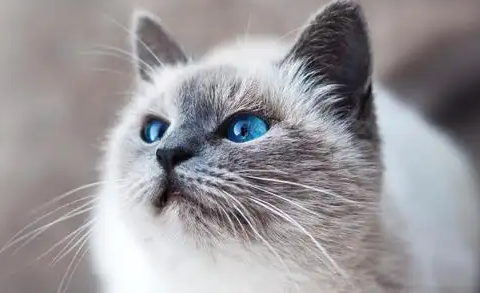 猫咪黑下巴会疼吗 猫咪黑下巴会疼吗