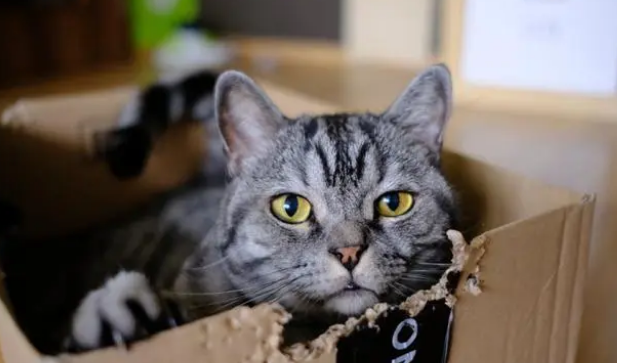猫为什么会乱撒尿呢
