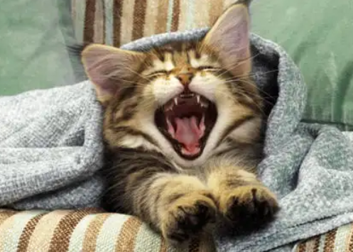 猫一直咕噜咕噜叫是怎么回事
