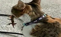 猫吃壁虎会中毒吗