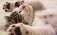 猫突然踩奶是什么意思