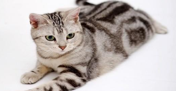 猫咪肛裂怎么治疗