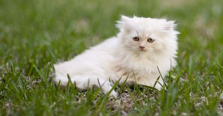 宠物猫难产有什么症状 宠物猫难产有什么症状