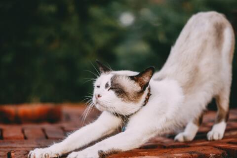 猫咪呼吸声大好像鼻塞怎么办 猫咪呼吸声大好像鼻塞怎么办