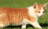 猫咪身上跳蚤怎么彻底消灭