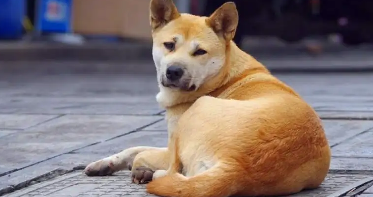 狗狗屁股后面烂了长蛆