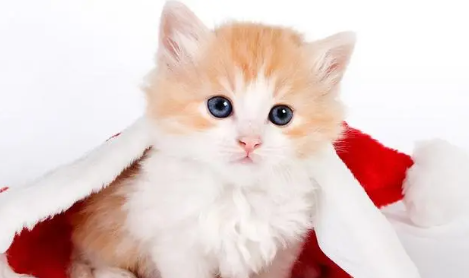 一个月土猫幼猫吃什么 一个月土猫幼猫吃什么