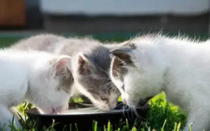 猫咪能不能喝牛奶 猫咪能不能喝牛奶