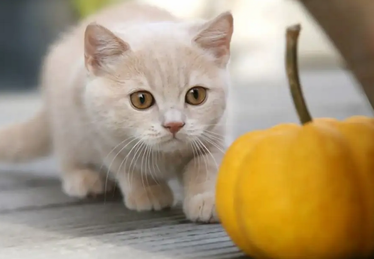 猫能吃杏吗为什么