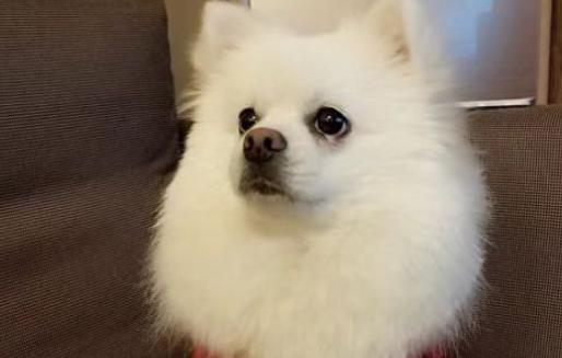 狗能吃辣的东西吗
