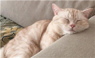 猫咪高烧不退多久会死
