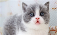 猫会觉得热吗？