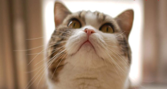 猫肚子大除了传腹还有什么？