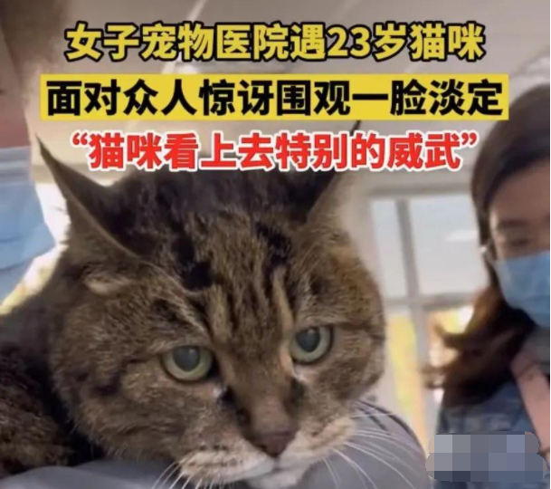 23岁猫咪被众人围观一脸淡定超可爱，网友惊：竟有如此长寿的猫咪